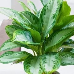 Aglaonema Modestum - Çin Herdem Yeşil BitkisiAglaonema Modestum - Çin Herdem Yeşil Bitkisi Saksıda 50 cm