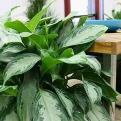 Aglaonema Modestum - Çin Herdem Yeşil BitkisiAglaonema Modestum - Çin Herdem Yeşil Bitkisi Saksıda 50 cm