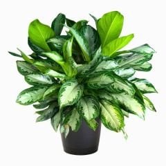 Aglaonema Modestum - Çin Herdem Yeşil BitkisiAglaonema Modestum - Çin Herdem Yeşil Bitkisi Saksıda 50 cm