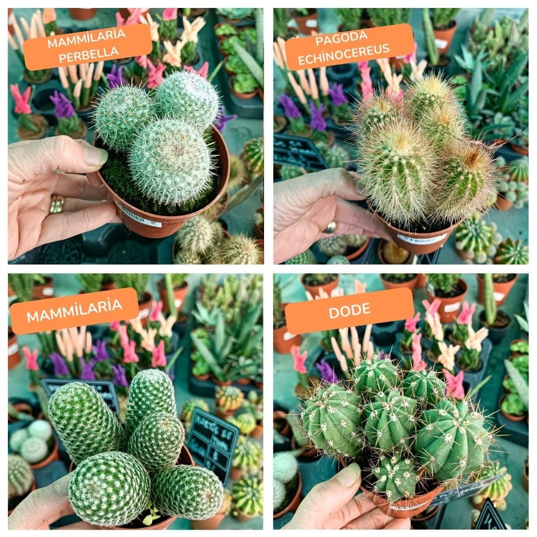 Kaktüs 8,5 cm saksıda