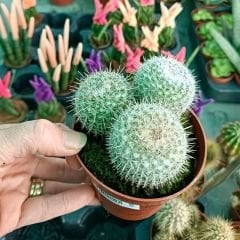 Kaktüs 8,5 cm saksıda pembe-anemon