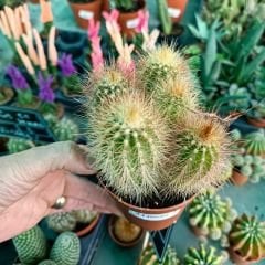 Kaktüs 8,5 cm saksıda