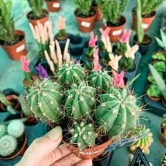 Kaktüs 8,5 cm saksıda