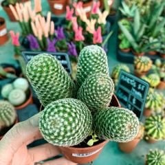 Kaktüs 8,5 cm saksıda pembe-anemon