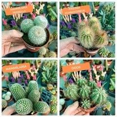 Kaktüs 8,5 cm saksıda