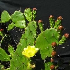 Opuntia Monacantha Kaktüs - Dikenli Kaynanadili 12 cm saksıda