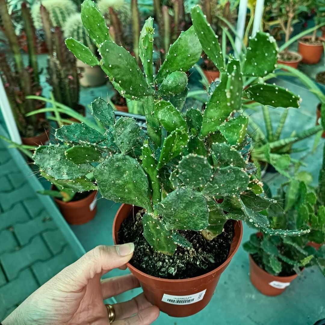 Opuntia Monacantha Kaktüs - Dikenli Kaynanadili 12 cm saksıda