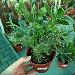 Opuntia Monacantha Kaktüs - Dikenli Kaynanadili 12 cm saksıda