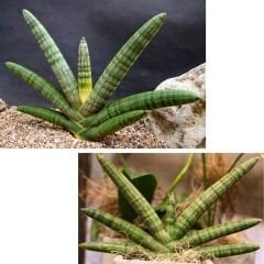 Sansevieria Boncel - Yılan Bitkisi 10 cm saksıda