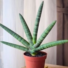 Sansevieria Boncel - Yılan Bitkisi 10 cm saksıda