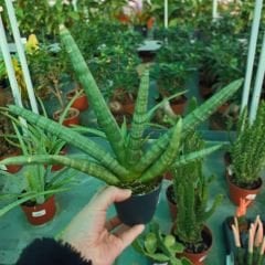 Sansevieria Boncel - Yılan Bitkisi 10 cm saksıda