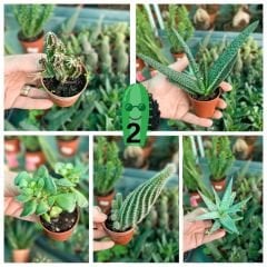 Kaktüs Mix - 5 farklı çeşit kaktüs - 5,5 cm saksıda