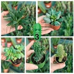 Kaktüs Mix - 5 farklı çeşit kaktüs - 5,5 cm saksıda