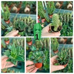 Kaktüs Mix - 5 farklı çeşit kaktüs - 5,5 cm saksıda