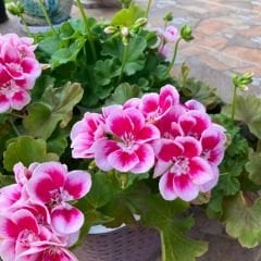 Pembe Sardunya fidesi - Pelargonium X Zonale - Clasic Pink splash