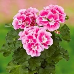 Pembe Sardunya fidesi - Pelargonium X Zonale - Clasic Pink splash