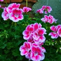 Pembe Sardunya fidesi - Pelargonium X Zonale - Clasic Pink splash