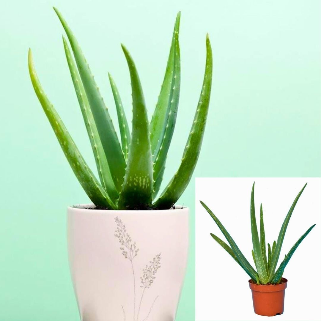 Aloe Vera Bitkisi - Tıbbi Sarısabır - 15 cm Saksıda