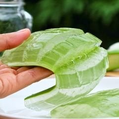 Aloe Vera Bitkisi - Tıbbi Sarısabır - 15 cm Saksıda
