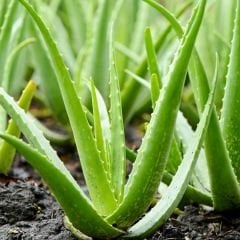 Aloe Vera Bitkisi - Tıbbi Sarısabır - 15 cm Saksıda