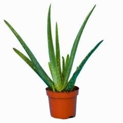 Aloe Vera Bitkisi - Tıbbi Sarısabır - 15 cm Saksıda