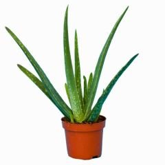 Aloe Vera Bitkisi - Tıbbi Sarısabır - 15 cm Saksıda