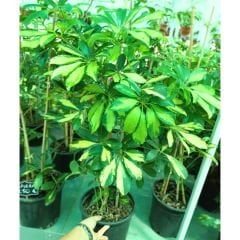 Schefflera Arboricola Gold Capella Alacalı Şeflera 80/100 cm - Şeflera Bitkisi - Şemsiye Ağacı Çift Dikim
