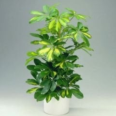 Schefflera Arboricola Gold Capella Alacalı Şeflera 80/100 cm - Şeflera Bitkisi - Şemsiye Ağacı Çift Dikim