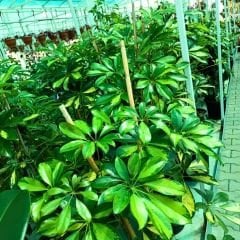 Schefflera Arboricola Gold Capella Alacalı Şeflera 80/100 cm - Şeflera Bitkisi - Şemsiye Ağacı Çift Dikim