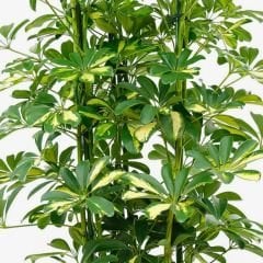 Schefflera Arboricola Gold Capella Alacalı Şeflera - Şeflera Bitkisi - Şemsiye Ağacı Çift Dikim