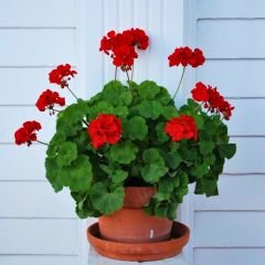 Kırmızı Sardunya fidesi - Pelargonium X Zonale - Clasic Red
