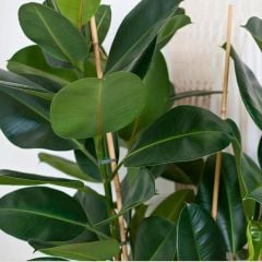 Ficus elastica 100 cm - Kauçuk Çiçeği Tek Dikim
