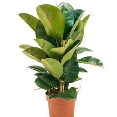 Ficus elastica 100 cm - Kauçuk Çiçeği Tek Dikim