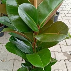 Ficus elastica 100 cm - Kauçuk Çiçeği Tek Dikim