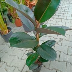 Ficus elastica 100 cm - Kauçuk Çiçeği Tek Dikim