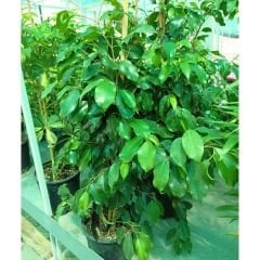 Benjamin Ficus - Benjamin Çiçeği (80-100 cm)