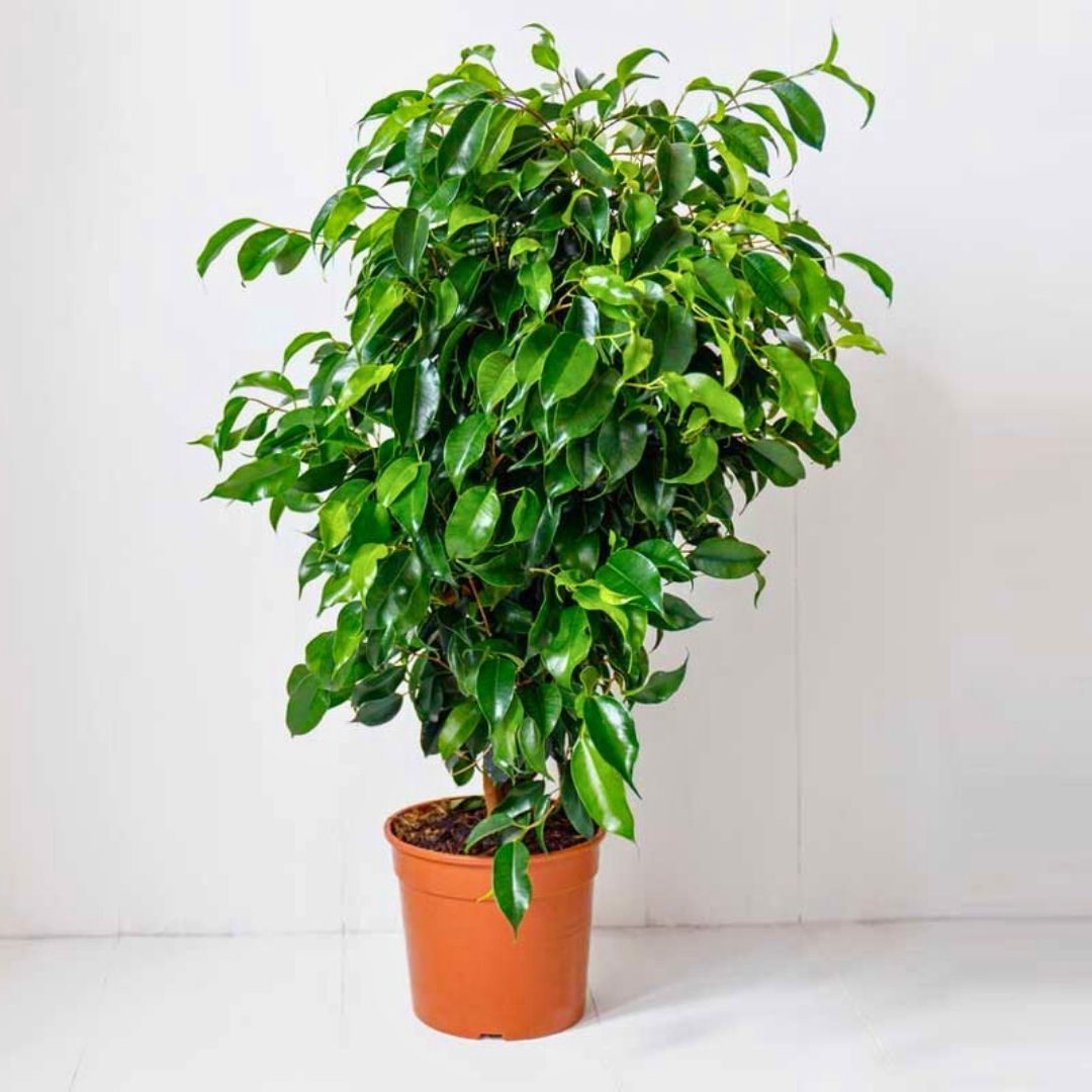 Benjamin Ficus - Benjamin Çiçeği (80-100 cm)