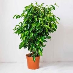 Benjamin Ficus - Benjamin Çiçeği (80-100 cm)