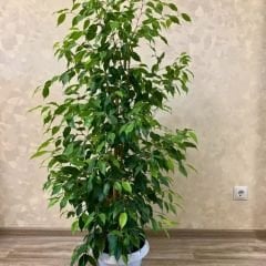 Benjamin Ficus - Benjamin Çiçeği (80-100 cm)