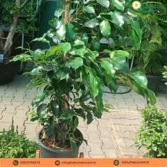 Benjamin Ficus - Benjamin Çiçeği (80-100 cm)