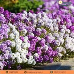 Alysum Maritimum Tohumu - Alisyum Çiçeği Mix