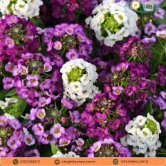 Alysum Maritimum Tohumu - Alisyum Çiçeği Mix