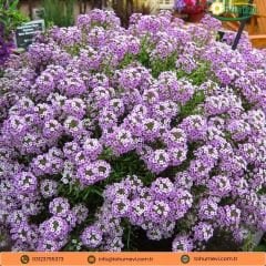 Alysum Maritimum Karaliyet Halısı Tohumu - Alisyum Çiçeği Mix