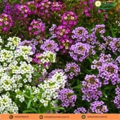 Alysum Maritimum Karaliyet Halısı Tohumu - Alisyum Çiçeği Mix