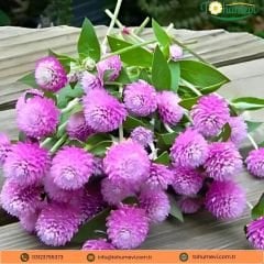 Gomphrena Buddy Globosa Tohumu - Medine Çiçeği Mix