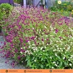 Gomphrena Buddy Globosa Tohumu - Medine Çiçeği Mix