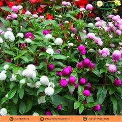 Gomphrena Buddy Globosa Tohumu - Medine Çiçeği Mix