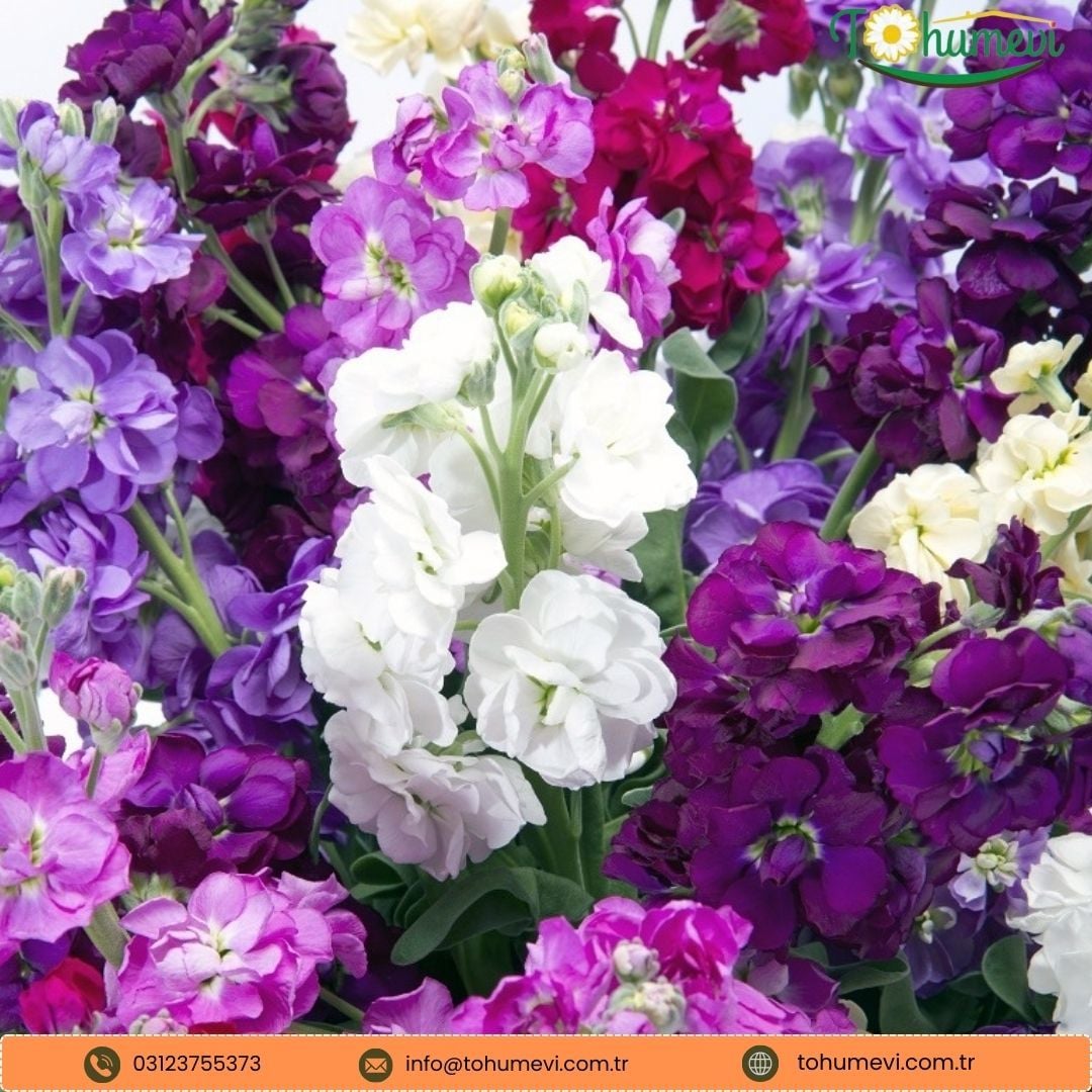 Katlı Şebboy Tohumu - Matthiola Stoch Double Cindrella