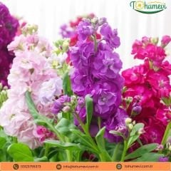 Katlı Şebboy Tohumu - Matthiola Stoch Double Cindrella