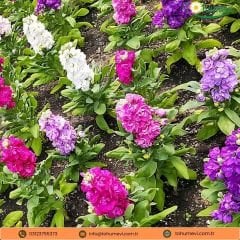 Katlı Şebboy Tohumu - Matthiola Stoch Double Cindrella